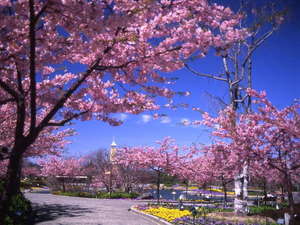【なばなの里】花まつり「河津桜」