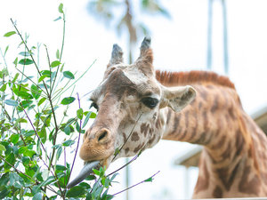 【宮崎市フェニックス自然動物園】