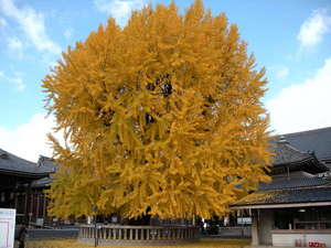 【西本願寺】大きな銀杏の木