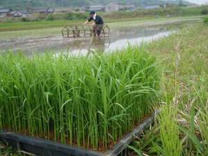 �y���n��N�̐��z�T���A��Ă����ĂăI���W�i�����𑢂�܂��B