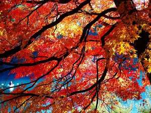 �y�H�z�ܐF���T���H�i�z�e�����Ԃ�15���j