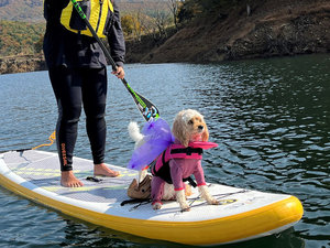 #愛犬とSUP体験 わんこと一緒に自然を満喫♪