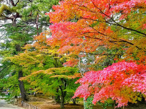 毛越寺の紅葉。見頃は10月下旬〜11月中旬。※当館よりお車で約20分