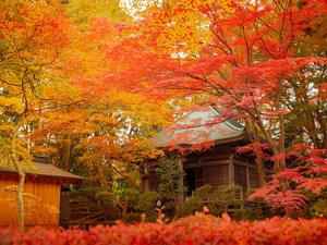 中尊寺の紅葉。見頃は10月下旬〜11月中旬。※当館よりお車で約20分