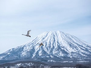 ニセコ風景