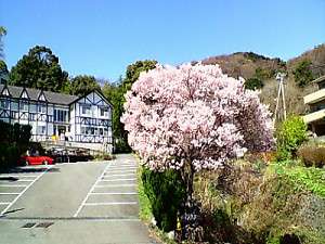 ペンションの前には駐車場と春には満開の桜♪