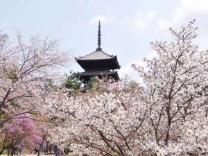仁和寺の桜