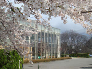 いちゑ外観 桜 ♪GW頃にはちょうど見頃かも♪