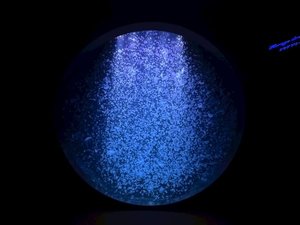 加茂水族館/クラゲの展示種類数世界一