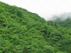 新緑の福地山。玄関前より