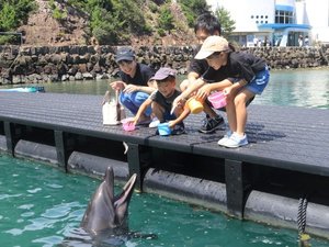 くじらの博物館でイルカのエサあげ体験!当館から車で約15分(写真提供 太地町立くじらの博物館)