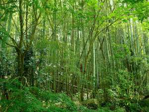 白雲荘の売りのひとつはこの周りの緑たち。マイナスイオンで身も心もリラックスできます。