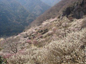 幕山公園(湯河原梅林)