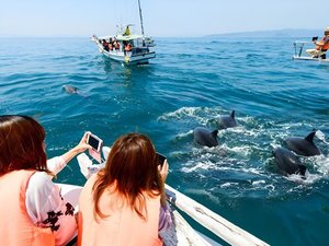 周辺観光【イルカウォッチング】すぐそばで野生のイルカが見られる!