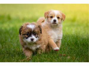 【静岡県のペットと泊まれる宿】ペット&スパホテル 伊豆高原