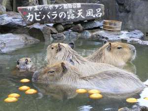 【伊豆シャボテン動物公園】1500種類のサボテンや、カピバラをはじめ120種類の動物たち!