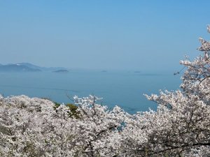 *桜シーズン 赤穂東御崎公園(当館から車で5分)