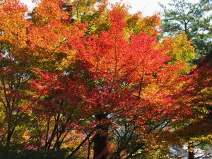 当館よりお車で25分。西山公園は紅葉の名所。秋の深まりを感じる散策を。