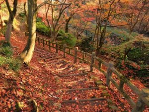 当館よりお車で25分。西山公園は紅葉の名所。園内を彩る木々が美しいグラデーションを描き出します。