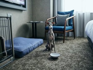 �h�b�O�t�����h���[���[���i�C���[�W�j