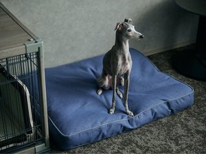 �h�b�O�t�����h���[���[���i�C���[�W�j