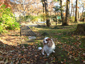 �y�Ȗ،�:�ߐ{�E���z�y���V���� �n���n��inn�ߐ{