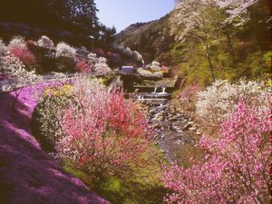 【花桃の里】4月上旬〜5月上旬にかけ、一帯が桃源郷へと変化します