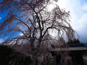 【周辺】光前寺のしだれ桜