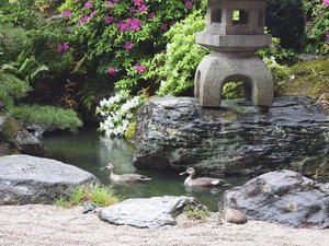 初夏の日本庭園(カモが遊びに来てくれました)