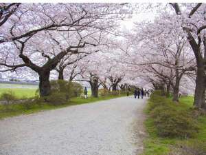 みちのく三大桜名所、さくらの名所100選「北上展勝地」2kmにわたる桜並木