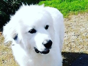 看板犬はる