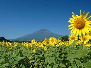 【ひまわり(8月上旬〜8月下旬頃)】《花の都公園フラワーカレンダー》