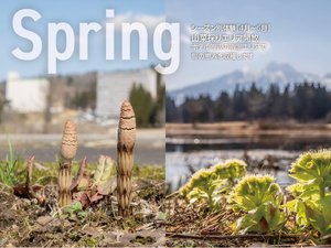 【春限定!山菜採り!】ホテル周辺の指定エリアで旬の恵みを収穫 ※4月〜6月 毎週末開催予定