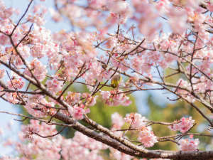 河津桜