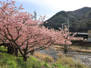 河津桜