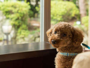 愛犬と過ごす本格旅館　月香の施設写真1