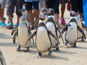 【当館から車で約30分】長崎ペンギン水族館