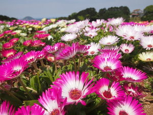 能古島
