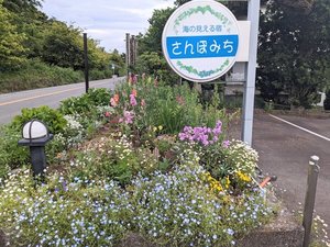春の草花です。