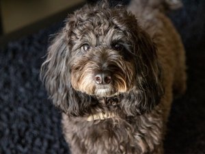 愛犬と宿泊可能