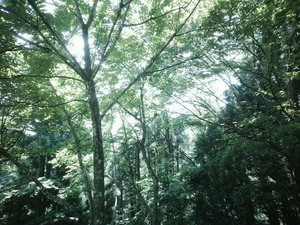 合掌造り集落内は森林浴にもぴったり♪