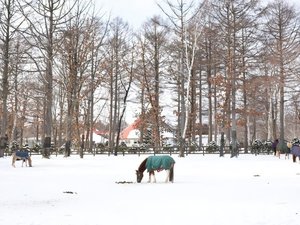 �y�ό��摜�z�m�[�U���z�[�X�p�[�N