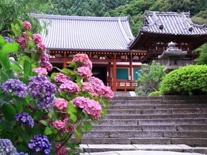 【当館から車で約15分】あじさい寺として有名で、梅雨の時期には多くの参拝客で賑わう「矢田寺」
