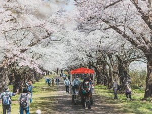 【さくらの名所100選:展勝地】さくらまつり観光馬車