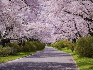 【さくらの名所100選:展勝地】桜並木
