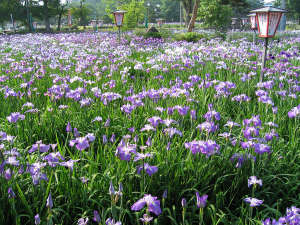 *長井市あやめ公園には6月〜7月にかけて美しいあやめが咲き誇ります