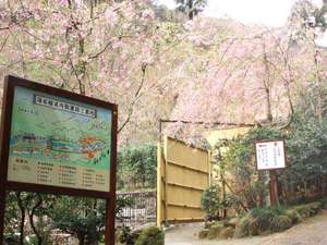 ■海石榴の敷地内にある散策路入り口。桜の咲く季節には700本の桜が皆様を迎えます。