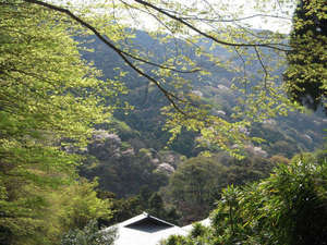 海石榴の敷地内散策路から見た春の風景。山桜が綺麗です。
