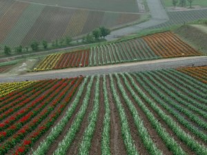 �l�G�ʂ̋u�i�z�e������Ԃ�75���j�F���l���ɂ���W�]�Ԕ��ƃA���p�J�q��̊ό��{��