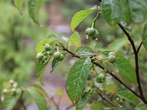 ���򋽂̒��ł͂���̂܂܂̋G�߂ƕ��i�������邱�Ƃ��ł��܂��B